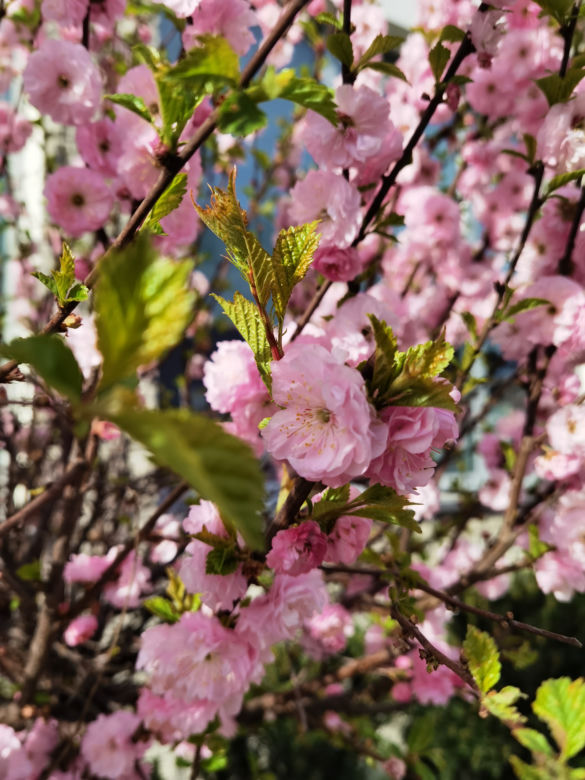 Zdjęcie wykonane telefonem Huawei P40 Pro