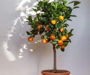 ThinkstockPhotos-509314108.jpg