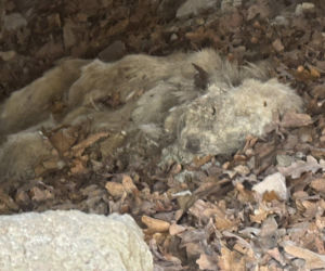 Ciała trzech psów w cmentarnej kapliczce. Prokuratura bada makabryczne odkrycie