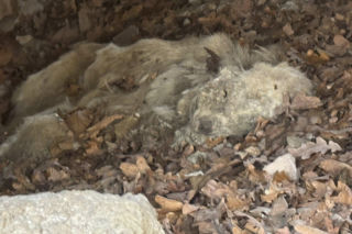 Ciała trzech psów w cmentarnej kapliczce. Prokuratura bada makabryczne odkrycie