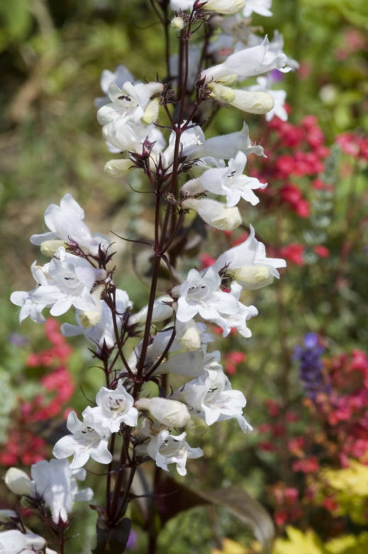 Penstemon
