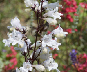 Penstemon