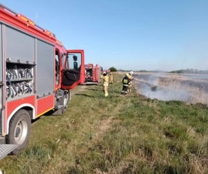 Pożar trzcinowisk pod Łukowem
