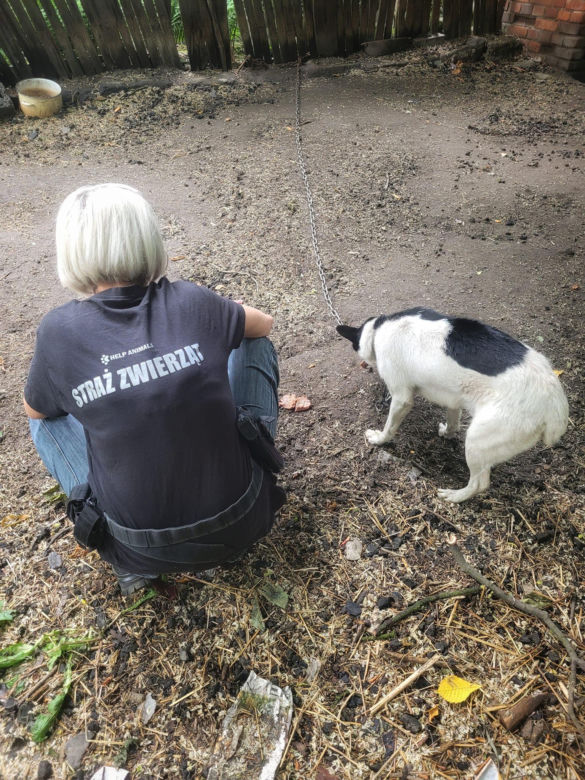 Kalisz. W zamian za majątek, mieli zająć się psem seniorki! Kodi przeszedł przez piekło