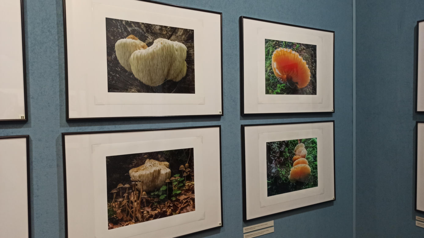 Muzeum Przyrody w Olsztynie. Poznajcie faunę oraz florę Warmii i Mazur
