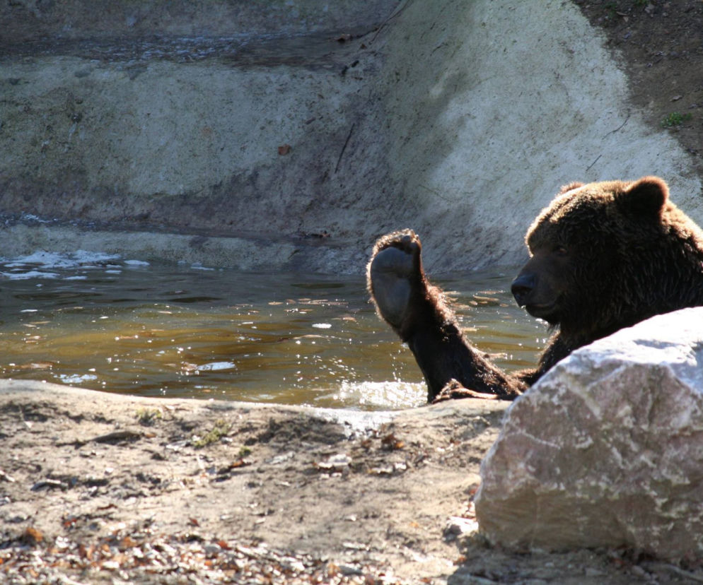 Cztery nowe niedźwiedzie pojawią się w Nowym Zoo