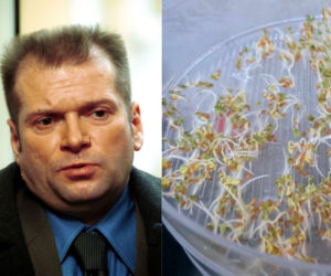 Rzeżuchy które wyglądają jak Krzysztof Rutkowski i jego legendarne fryzury