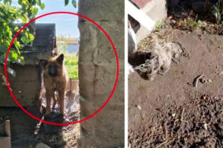 Żyły gorzej niż w chlewie! W dodatku bez wody i jedzenia. Dramatyczna interwencja pod Wejherowem