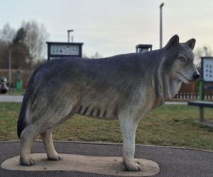 Zobacz jak zmienia się otoczenie Dębu Bartek w Zagnańsku
