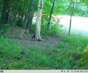 Puma w lasach Dolnego Śląska! Nadleśnictwo pokazało zdjęcie z fotopułapki