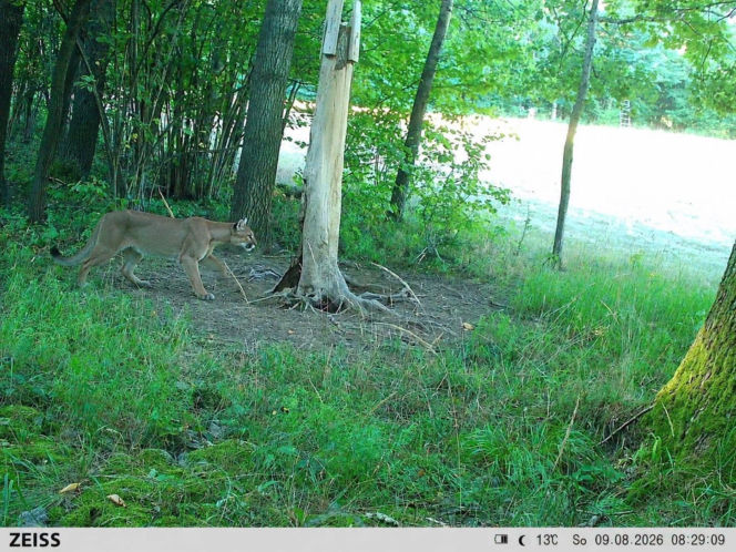 Puma w lasach Dolnego Śląska! Nadleśnictwo pokazało zdjęcie z fotopułapki