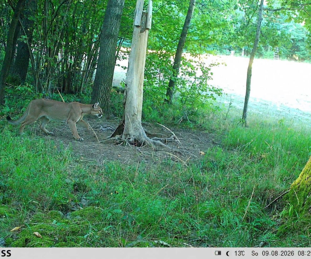 Puma idąca przez las zarejestrowana przez fotopułapkę. O fałszywym zdjęciu z Dolnego Śląska przeczytasz na SE Wrocław.