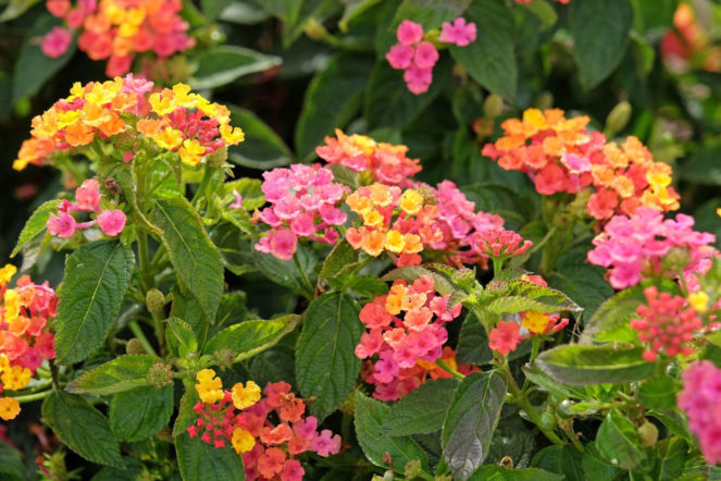 Lantana