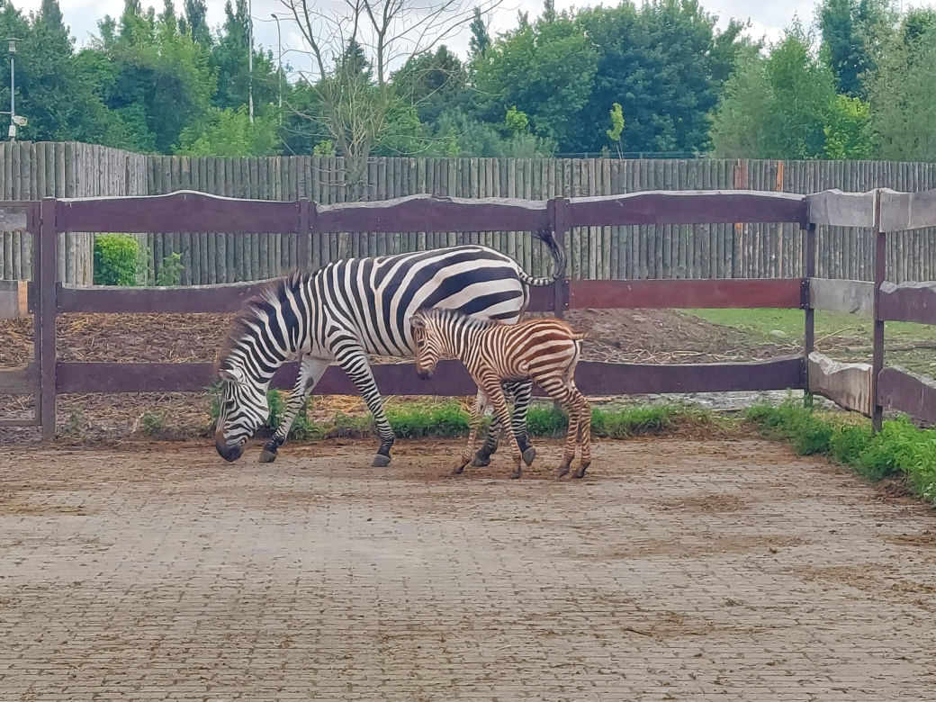 Mała zebra w zamojskim ZOO