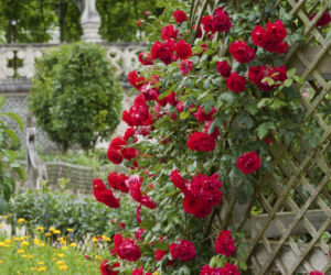 roze-ogrodowe