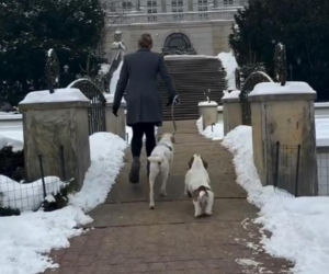 Pieski w Pałacu Prezydenckim