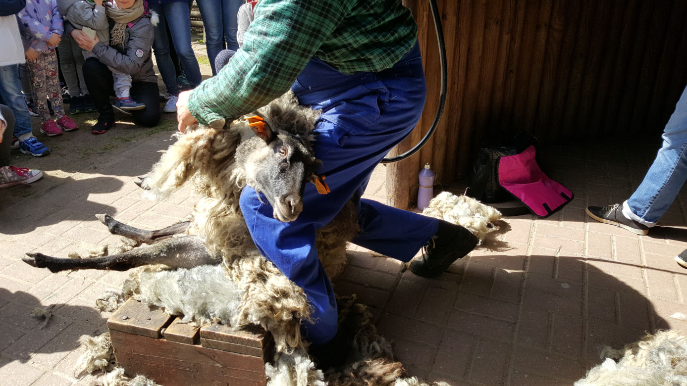 Pokaz strzyżenia owiec w bydgoskim zoo