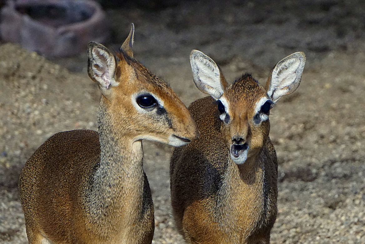 We wrocławskim zoo urodził się mały dikdik