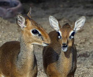 We wrocławskim zoo urodził się mały dikdik