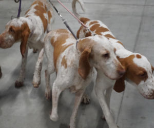 Międzynarodowa Wystawa Psów Rasowych Duo Cacib Kielce 2025