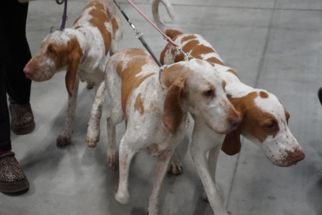 Międzynarodowa Wystawa Psów Rasowych Duo Cacib Kielce 2025