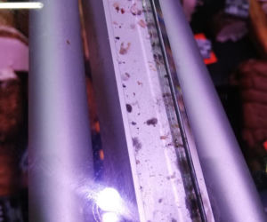 Brud i insekty na wędlinach w markecie w Krakowie