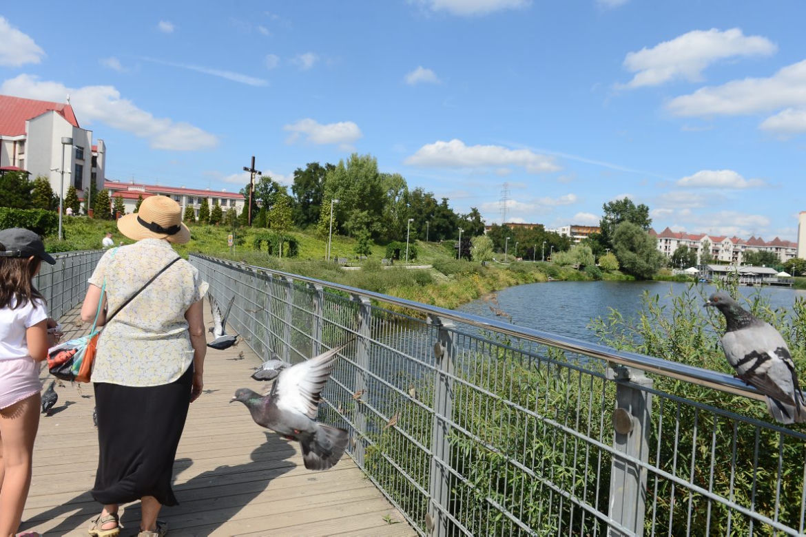 Karpie w warszawskim Balatonie na Gocławiu