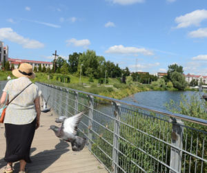 Karpie w warszawskim Balatonie na Gocławiu