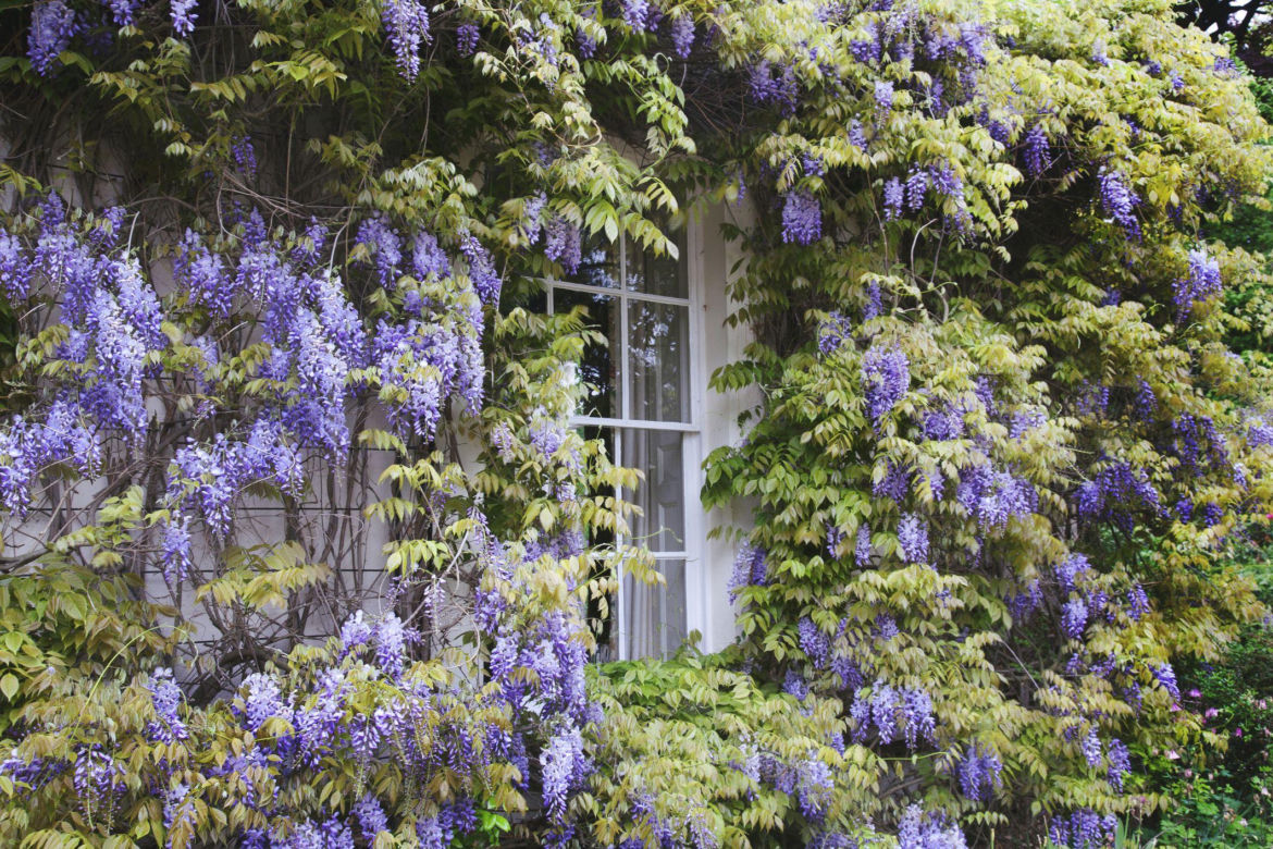 Wisteria (glicynia)