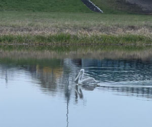 Prawdziwy mistrz ucieczki wrócił do opolskiego zoo!