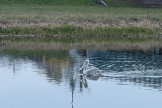 Prawdziwy mistrz ucieczki wrócił do opolskiego zoo!