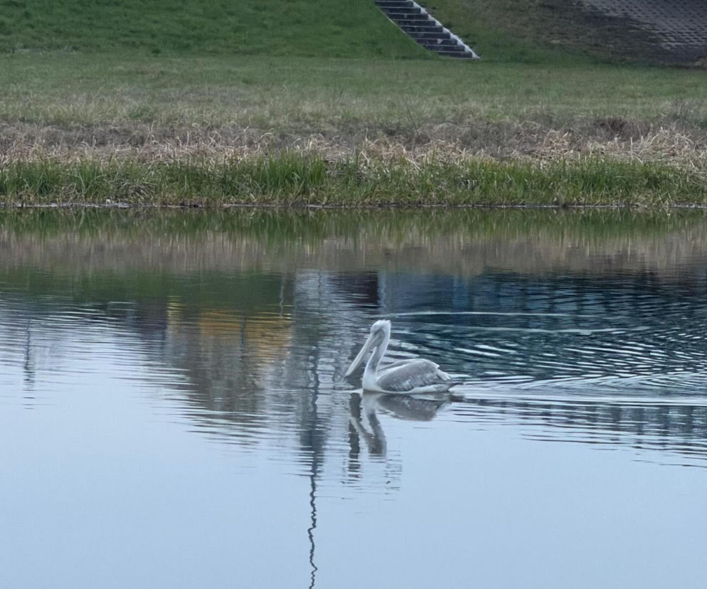 Prawdziwy mistrz ucieczki wrócił do opolskiego zoo!