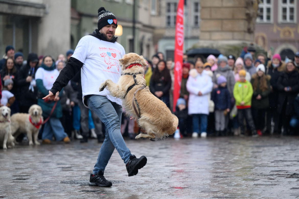 Poznań. Pokaz wyszkolenia psów z grupy „Golden Retriever WOŚP w Poznaniu” podczas 33. Finału Wielkiej Orkiestry Świątecznej Pomocy