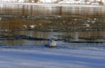 Łabędź przymarzł do lodu na Wiśle