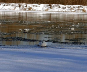 Łabędź przymarzł do lodu na Wiśle