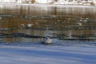 Łabędź przymarzł do lodu na Wiśle
