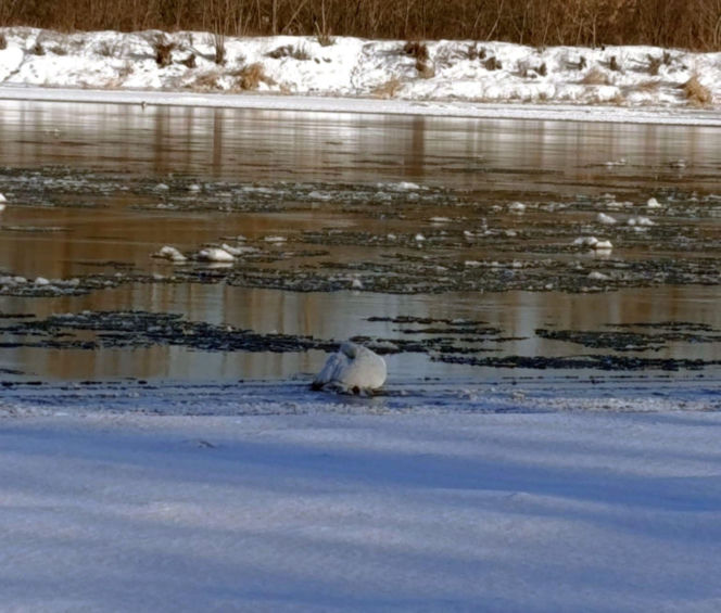 Łabędź przymarzł do lodu na Wiśle