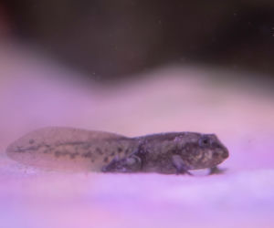 We wrocławskim zoo można oglądać żaby z Titicaca