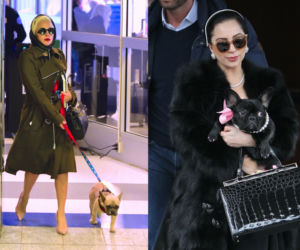 Lady Gaga i jej buldogi