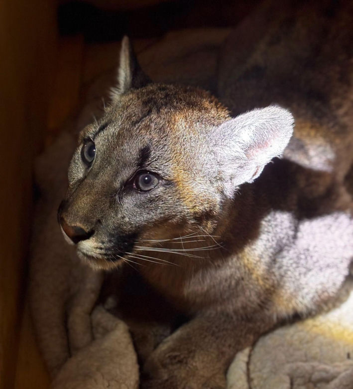 Złapali tajemniczą pumę z polskiego lasu. W poznańskim zoo odkryli zaskakującą rzecz