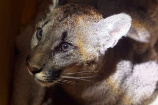 Złapali tajemniczą pumę z polskiego lasu. W poznańskim zoo odkryli zaskakującą rzecz