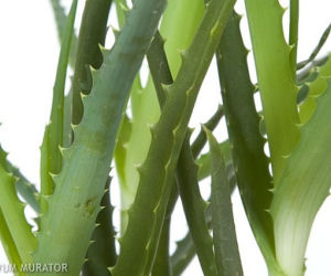 Aloes