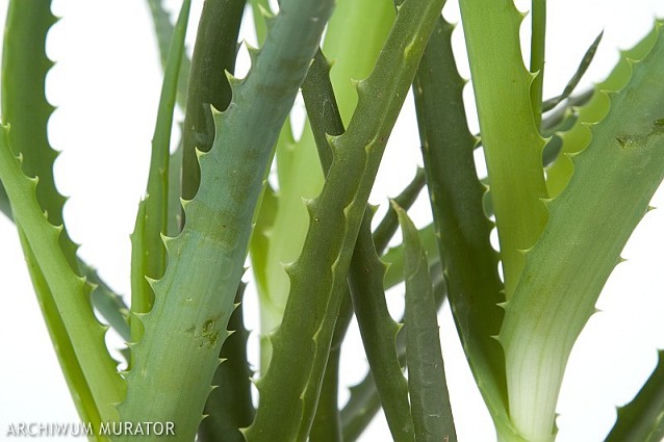 Aloes