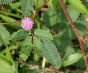 Mimoza wstydliwa