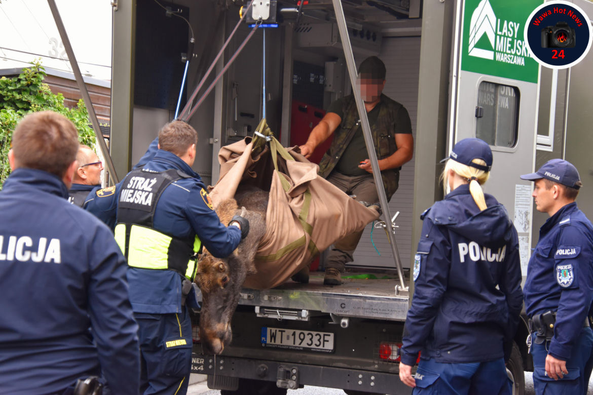 Pościg za Łosiem w Warszawie. Wielki zwierz wymykał się obławie