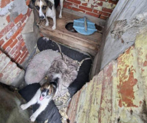 Trzymał zwierzęta w wychodku. W tym niewyobrażalnym smrodzie suczka ze szczeniakami miała zrobione legowisko