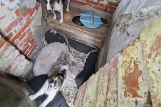 Trzymał zwierzęta w wychodku. W tym niewyobrażalnym smrodzie suczka ze szczeniakami miała zrobione legowisko