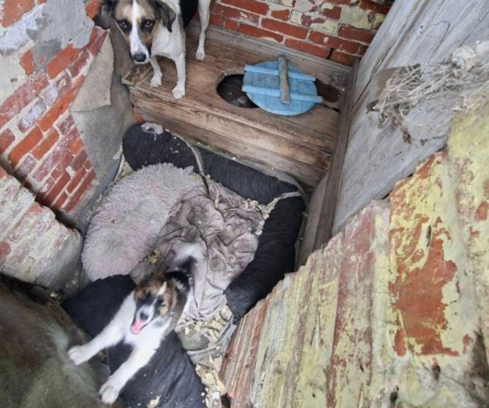 Trzymał zwierzęta w wychodku. W tym niewyobrażalnym smrodzie suczka ze szczeniakami miała zrobione legowisko