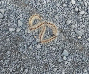 Korowódka sosnówka pojawiła się w zielonogórskich lasach. Leśnicy apelują o ostrożność