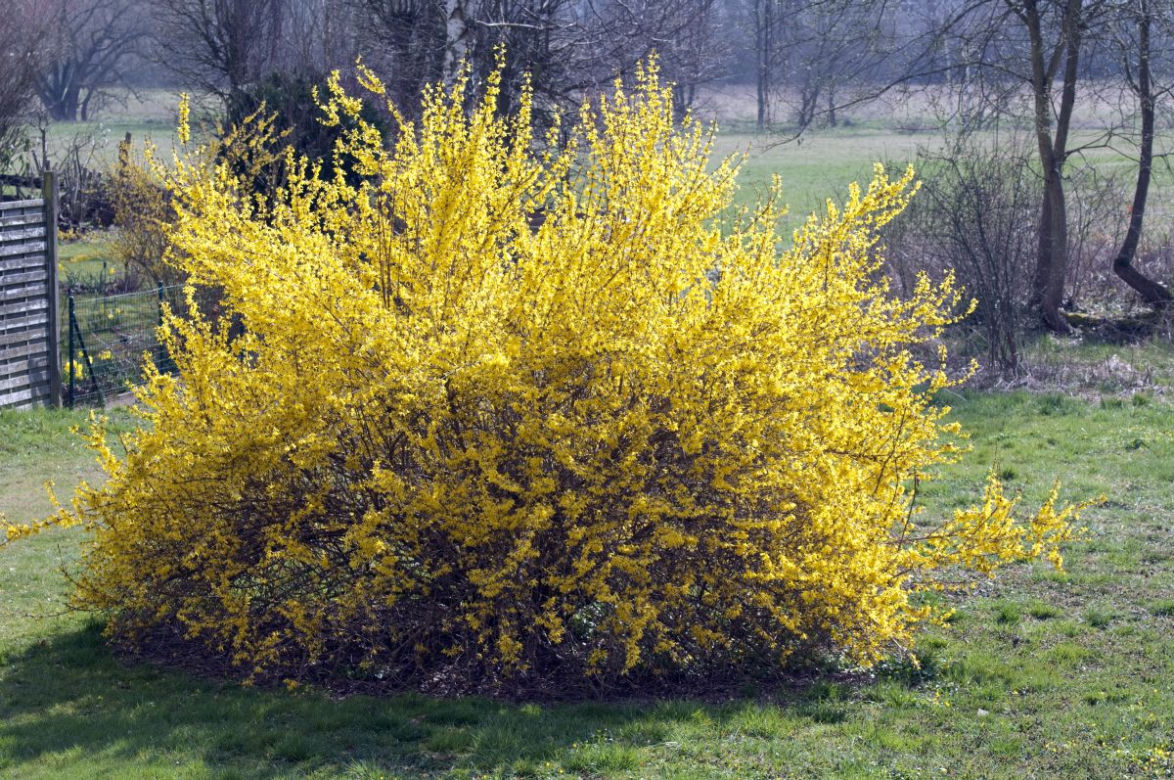 Forsycja pośrednia